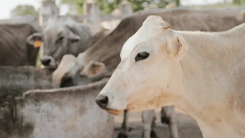 Compassion That Protects Those Who Cannot Speak